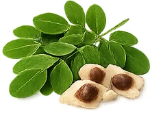Moringa Complex — Moringauute (Moringa oleifera)